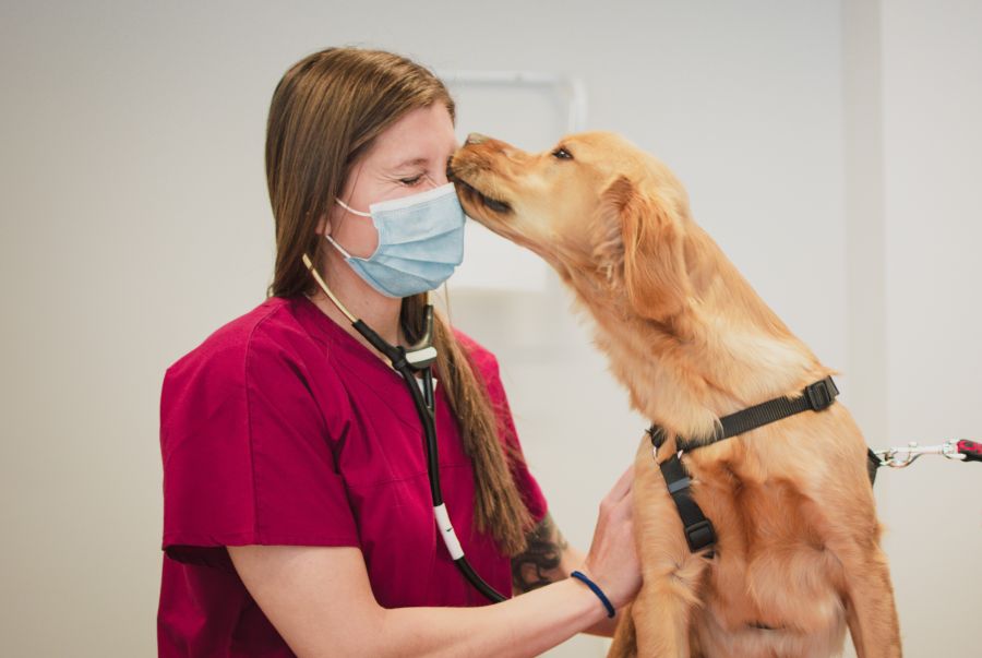 Visite veterinarie